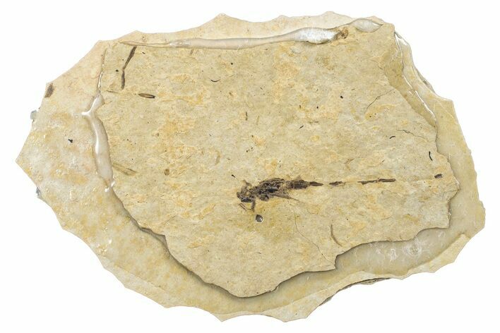 Partial Fossil Damselfly (Odonata) - Cereste, France #256795